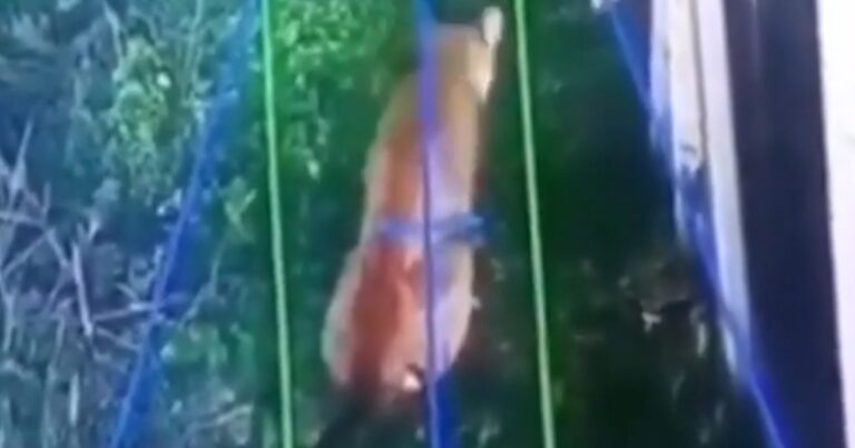 Un puma anda suelto en Hudson y causa temor en un barrio privado