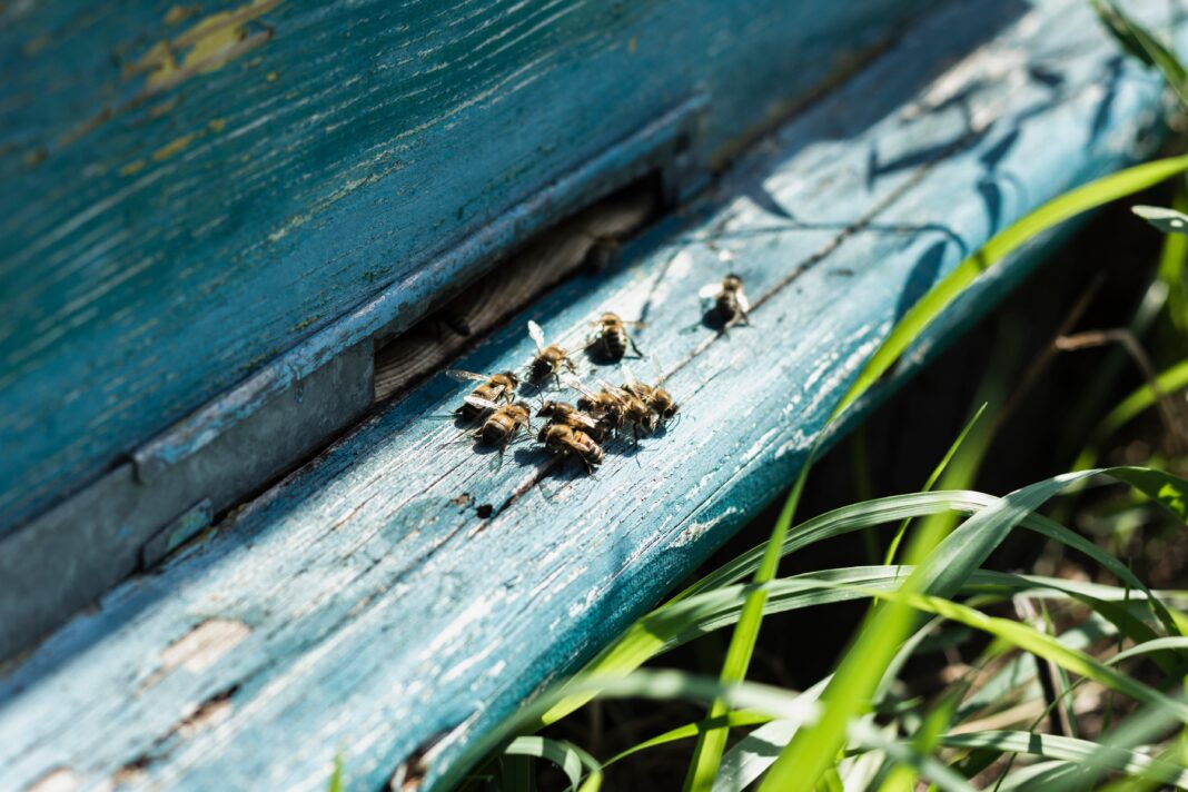 Abeja posada sobre una flor en un jardín doméstico, representando la polinización y la biodiversidad.