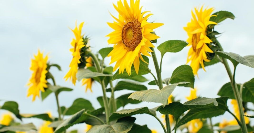 Campo de girasoles en Argentina durante la cosecha.