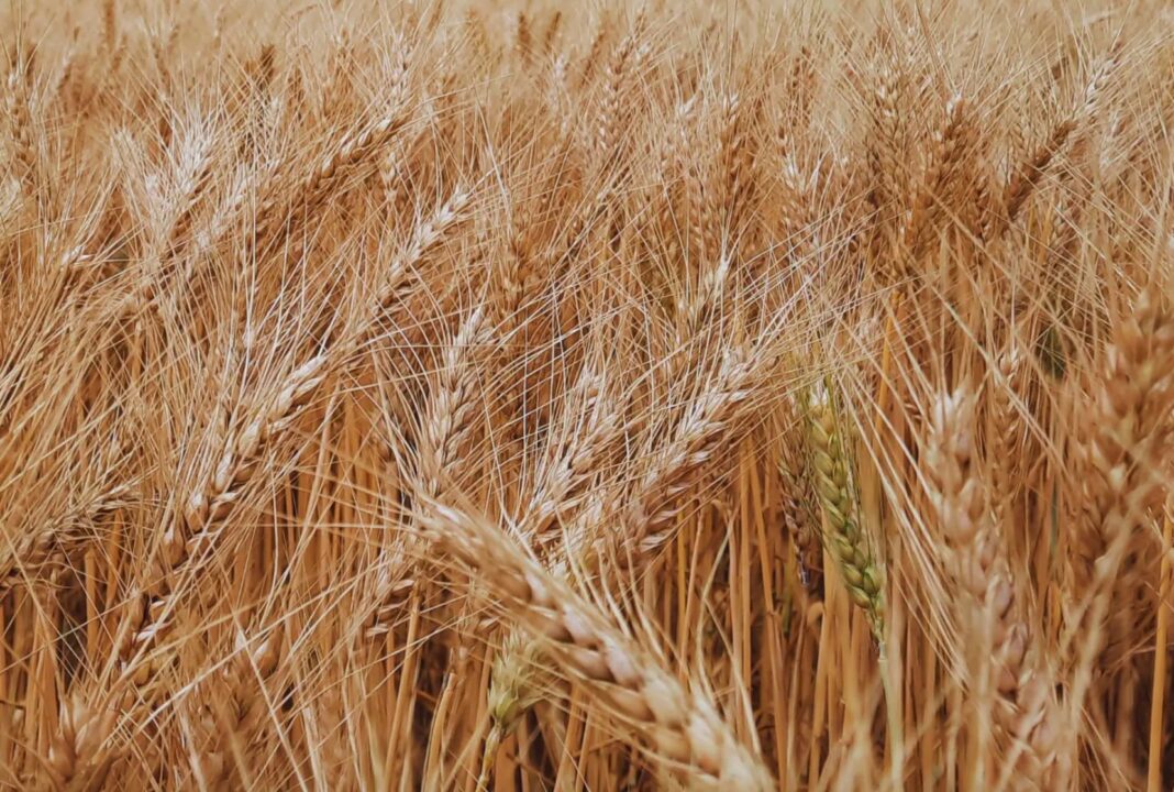 Campo de trigo en Argentina con espigas doradas al atardecer