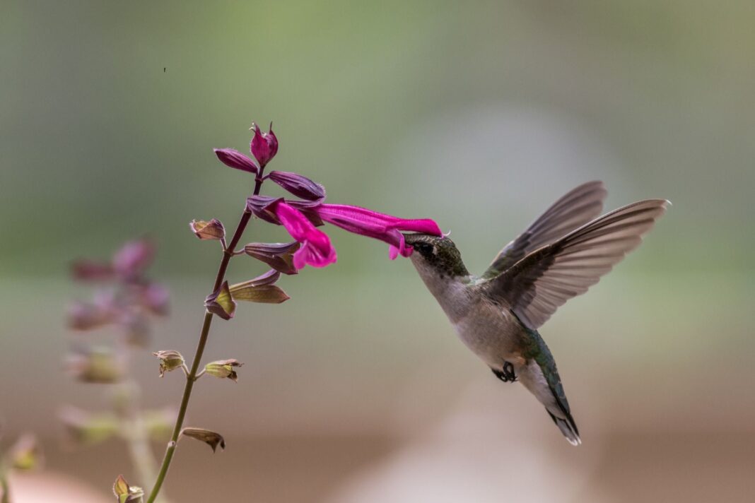 Un colibrí volando sobre flores en un jardín, representando su belleza y simbolismo cultural.