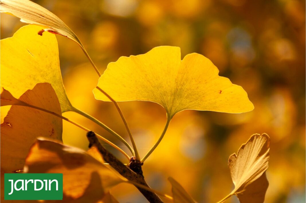Persona realizando tareas de jardinería en un jardín durante el otoño, con hojas en el suelo y plantas de temporada.