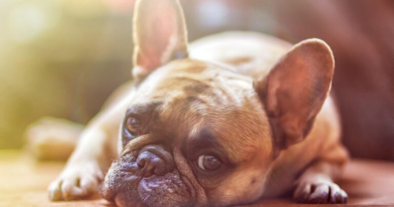 Perro anciano descansando plácidamente en una cama