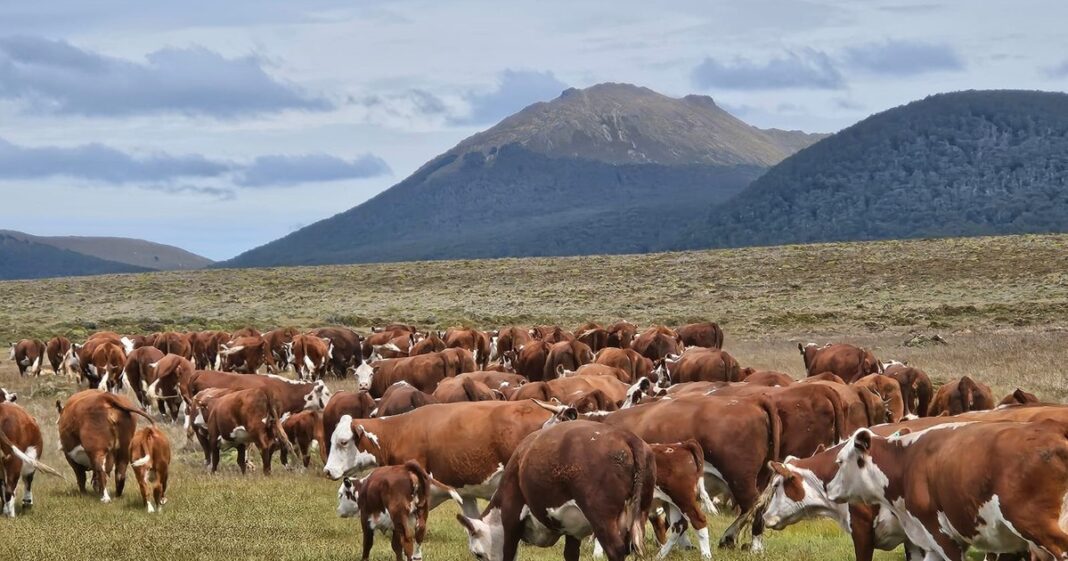 Vista panorámica de la estancia Río Apen en Tierra del Fuego, con ganado Hereford en pastizales y bosques de ñires de fondo.