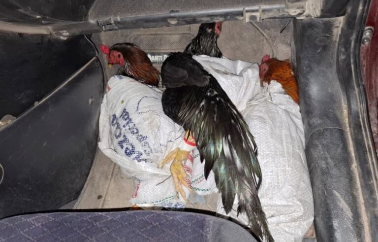 Gallos rescatados por Gendarmería Nacional en Basail, Chaco