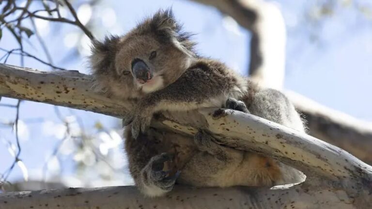 Investigador realiza chequeo médico a un koala en un entorno natural.