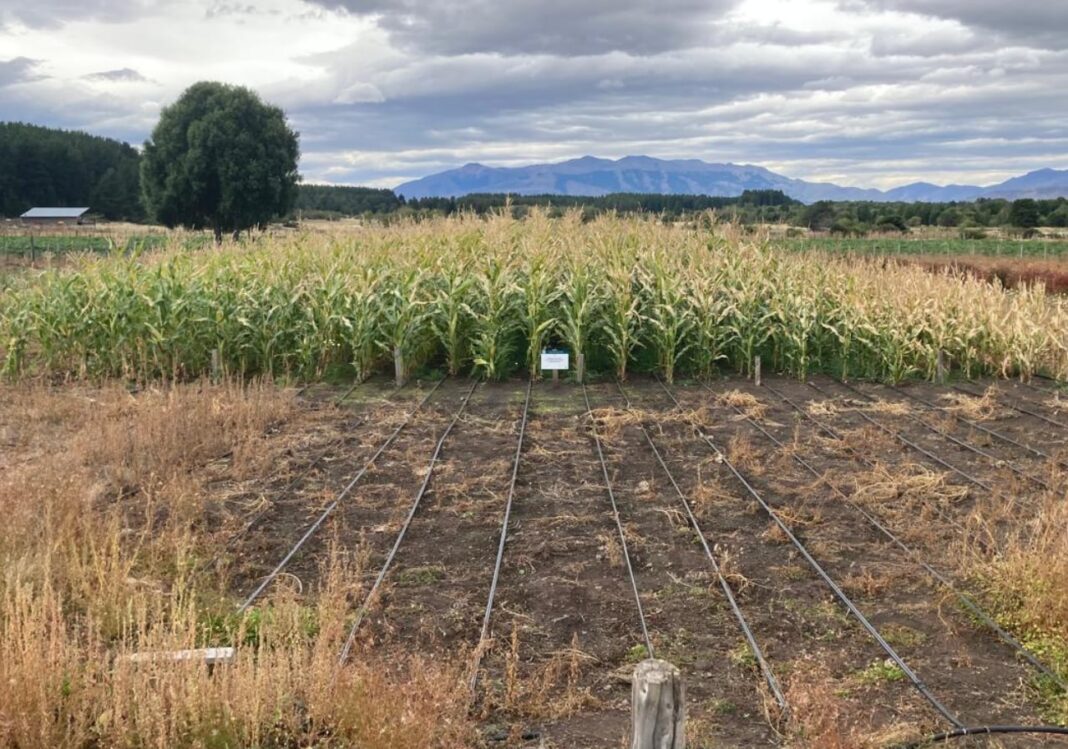 Campo de maíz en un paisaje patagónico con montañas de fondo