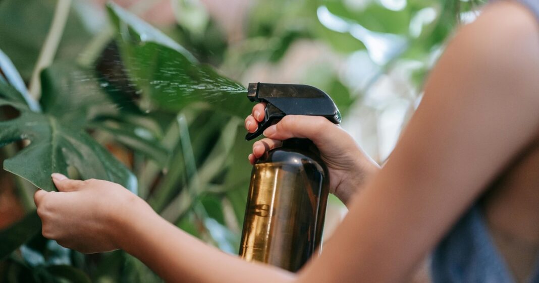 Persona aplicando mezcla casera con rociador sobre las hojas de una planta de interior.
