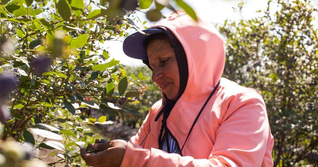 Trabajador rural en campo argentino, representando la cobertura de la Prestación por Desempleo.