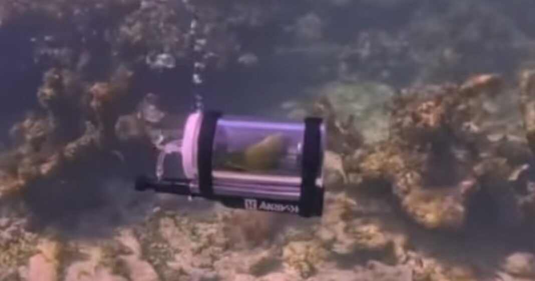 Loro Bebe dentro de un minisubmarino artesanal bajo el agua en Bahamas