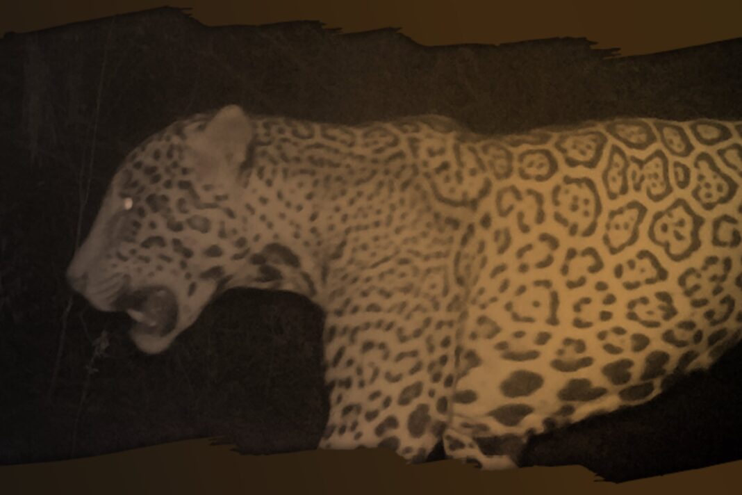 Yaguareté caminando en el bosque chaqueño, captado por cámara trampa en el Parque Nacional Río Pilcomayo, Formosa.