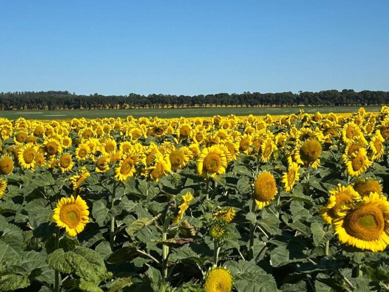 Campo de girasoles en Argentina