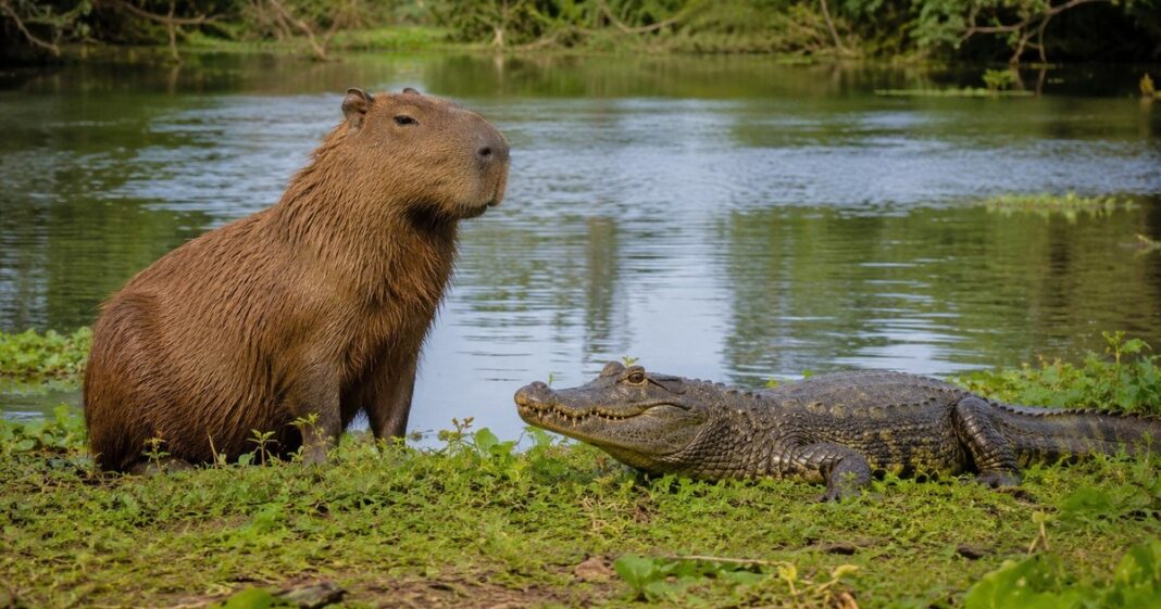 Capibara descansando junto a un caimán en la orilla de un humedal