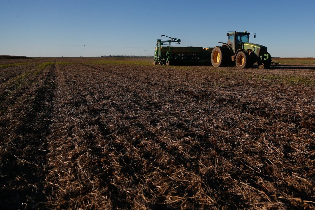 Campo de trigo en Argentina con análisis de suelo y fertilización por lote